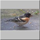 Fringilla montifringilla - Bergfink m02.jpg